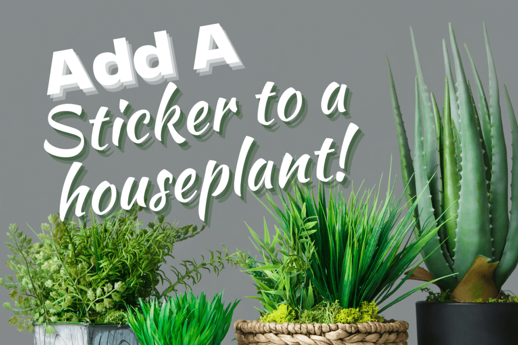 Best Housewarming Gifts for New Homeowners Plants