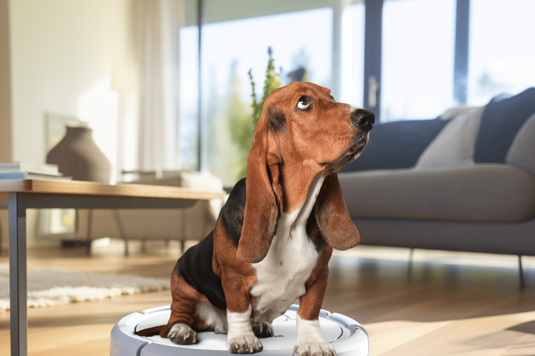 Clean with a robot vacuum for dogs