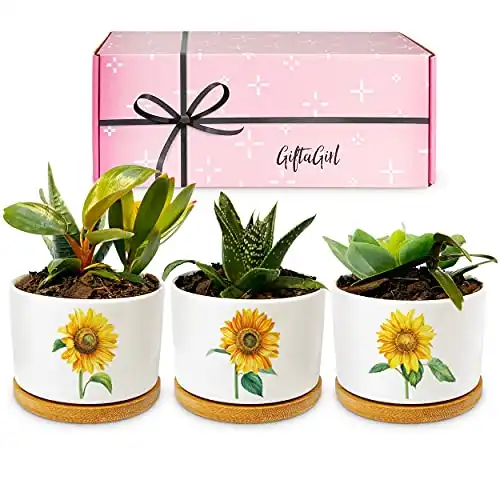 GIFTAGIRL Sunflower Mothers Day or Gifts for Women - Pretty Sunflower Decor and Accessories - Our Pots are Ideal for Any Home, Room, Bedroom, Bathroom, or Nursery and Arrive Beautifully Gift Boxed