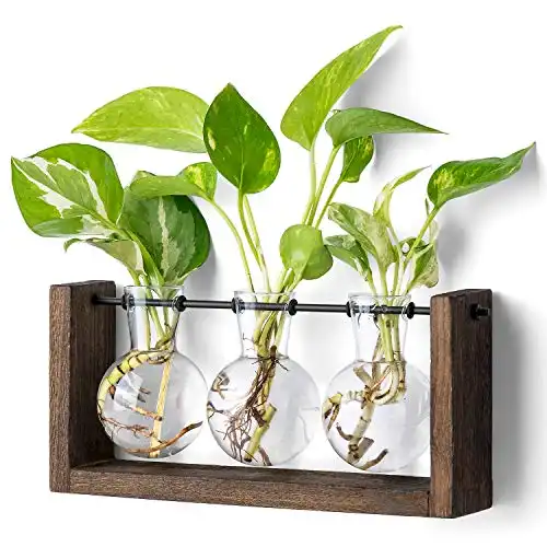 Mkono Plant Propagation Station with Wooden Stand, Wall Hanging Glass Planter Tabletop Terrarium Bulb Vase for Hydroponics Plants Home Office Decor