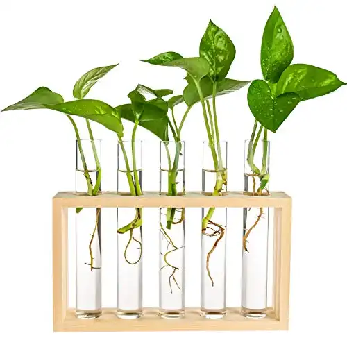PACDONA Wall Hanging Glass Test Tube Planter Propagation Station Glass Vase Rack with Wood Stand, Plant Terrarium Holder for Hydroponics Succulent Air Bamboo Plants with 5 Test Tube.